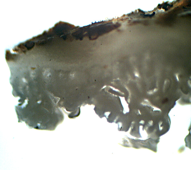Gloeoporus pannocinctus  un poliporo raro..forse!!